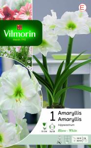 Amaryllis Hippeastrum Blanc (x1)